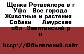 Щенки Ротвейлера в г.Уфа - Все города Животные и растения » Собаки   . Амурская обл.,Завитинский р-н